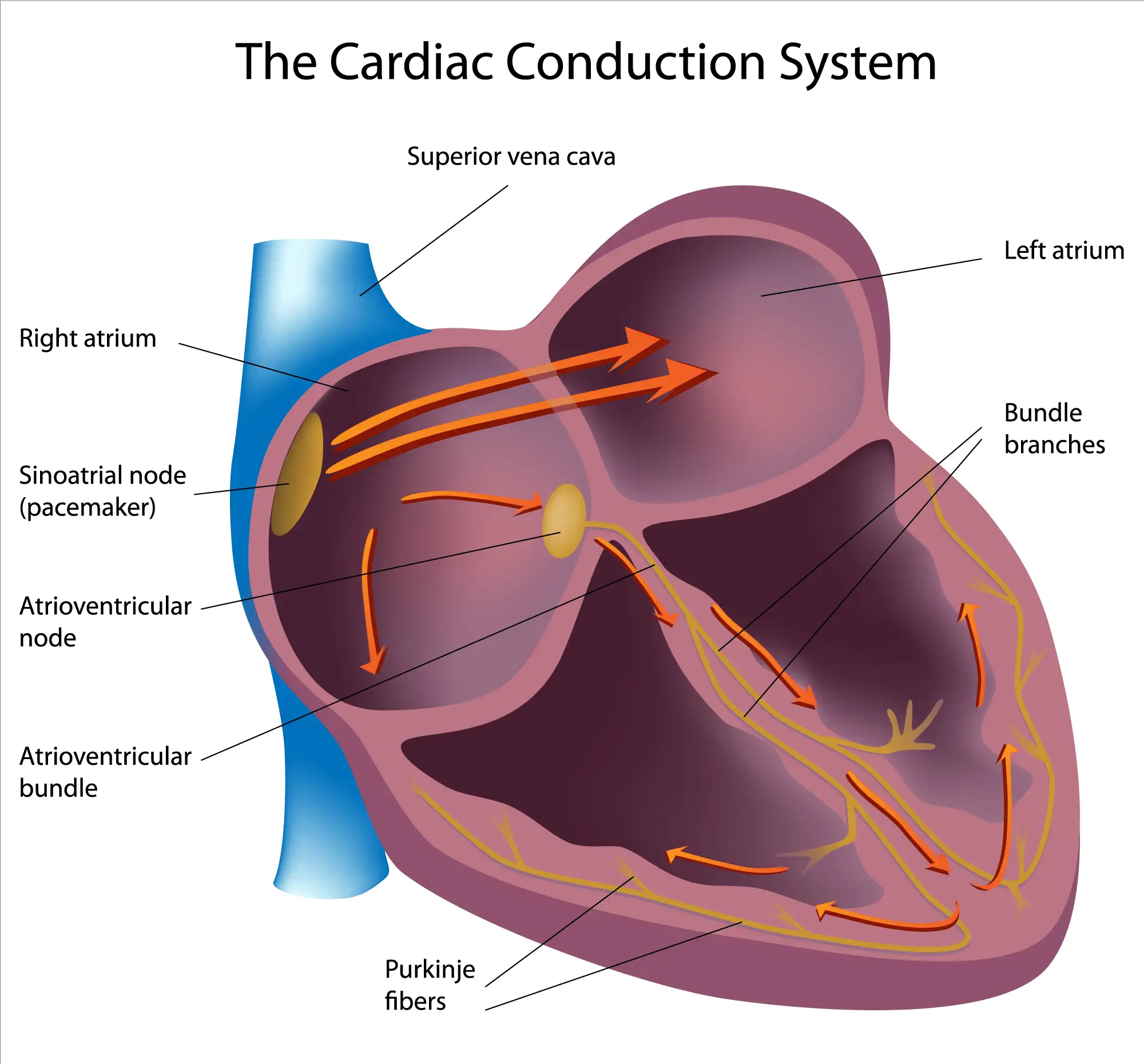 Fig-1-the-cardiac-conduction-system-[Converted]